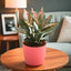 Aglaonema indoor plant in a stylish pink pot placed on a wooden table, ideal for home decor and air purification in living spaces.