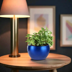 Jade Plant Fathers Day Gift in glossy blue metal pot on a wooden side table under warm lighting, ideal for home or office decor.