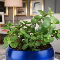 Close-up of lush green Jade Plant leaves in a vibrant blue metal pot, highlighting its healthy foliage and ornamental appeal.