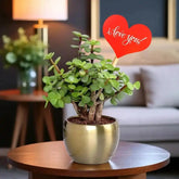 Wishful Jade in Gold Pot with heart-shaped 'I love you' tag, ideal as a fortune gift or birthday plant for home or office decor.