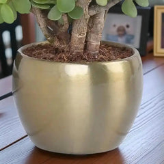 Close-up of glossy gold metal planter holding a Jade Plant, suitable for modern home decor and low-maintenance plant gifting.