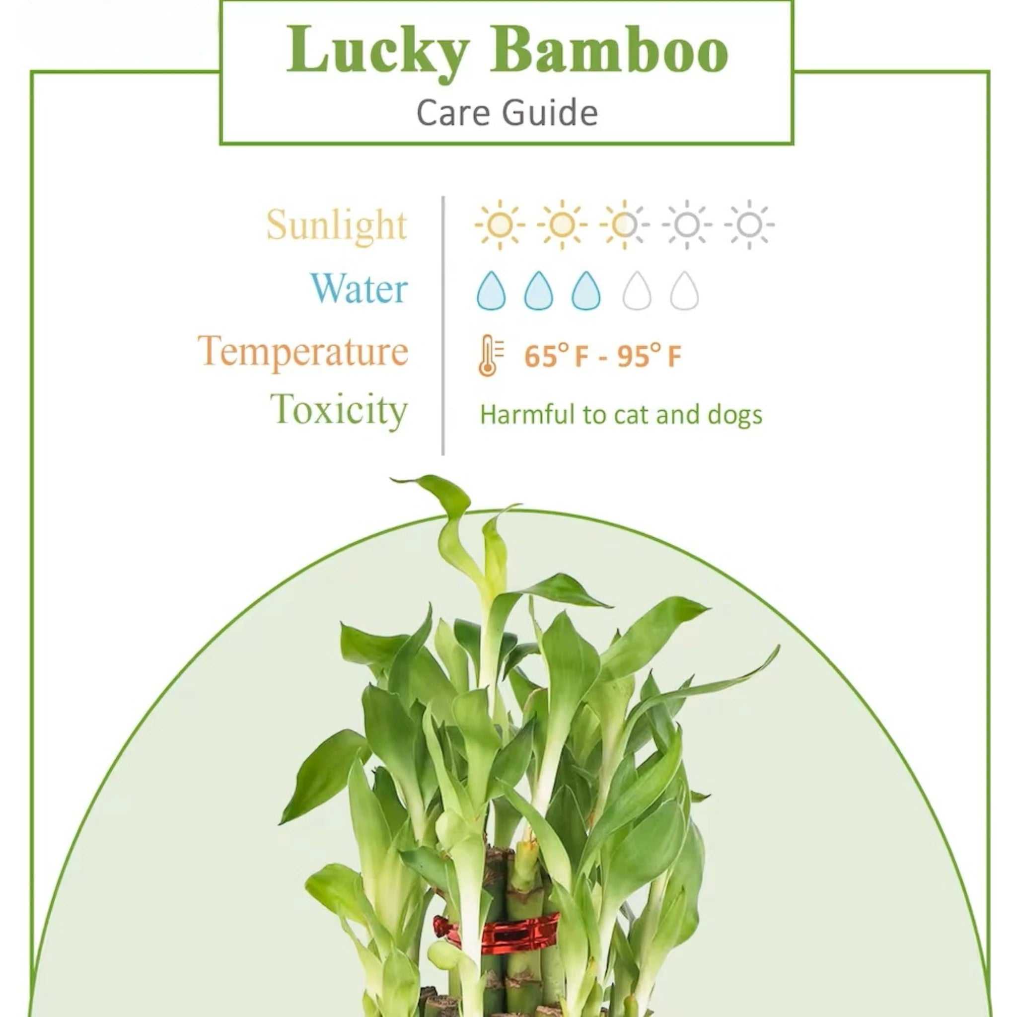 Lucky Bamboo care guide showing sunlight, water, temperature needs, and pet toxicity, ideal for indoor plant lovers and gift buyers.