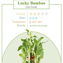 Lucky Bamboo care guide showing sunlight, water, temperature needs, and pet toxicity, ideal for indoor plant lovers and gift buyers.