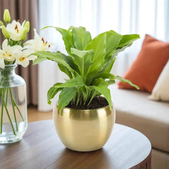 Peace Lily Plant in a metallic gold pot on a wooden table, a thoughtful air-purifying gift for mom's living room decor.