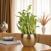 2 Layer Bamboo Plant Gift in a gold vase placed on a wooden table, ideal for indoor greenery and home decor in living spaces.