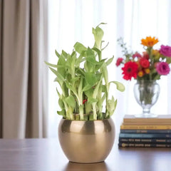 Lucky 2 Layer Bamboo Plant in a metallic pot on a desk with books and flowers, perfect for office or home plant gifts.