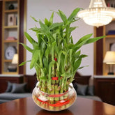 Bamboo plant in a glass vase