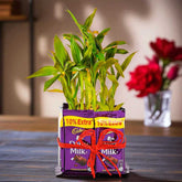 Bamboo Plant Gift with Chocolates - Positive Energy Gift featuring a 2-layer bamboo in a glass vase wrapped with Dairy Milk bars and red ribbon.