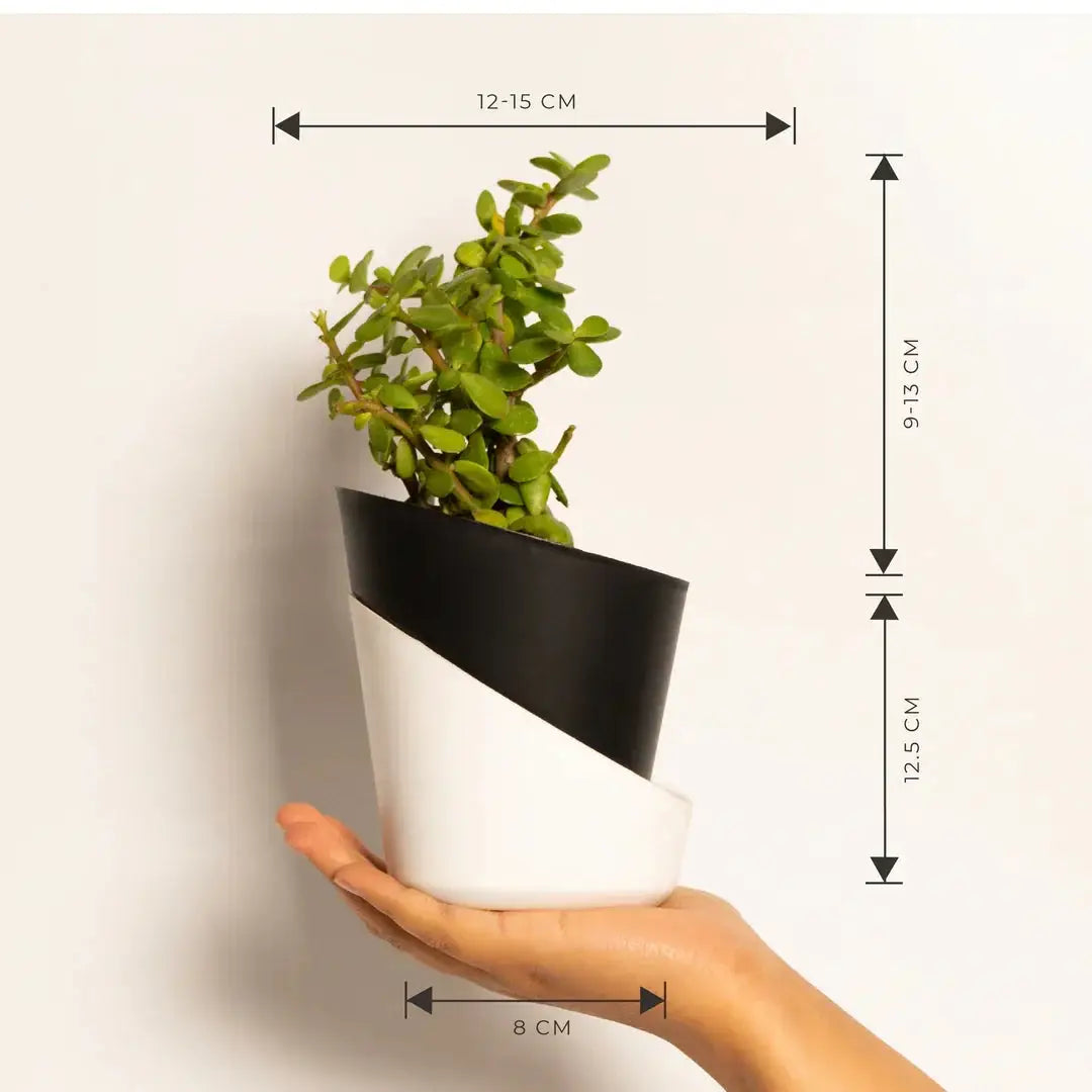 Grow Together Lucky Jade Plant