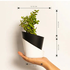 Grow Together Lucky Jade Plant