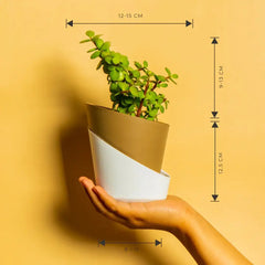 Grow Together Lucky Jade Plant