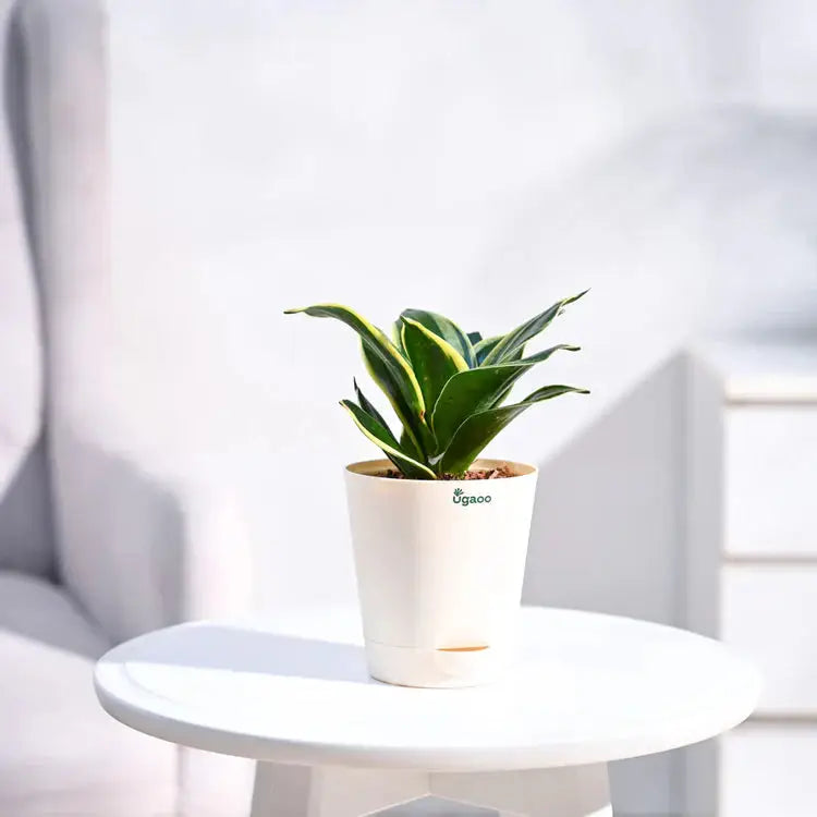 Potted plant on a white table