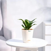Potted plant on a white table