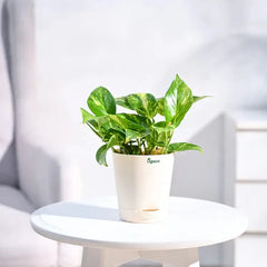 Potted plant on a white table