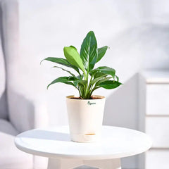 Potted plant on a small round table