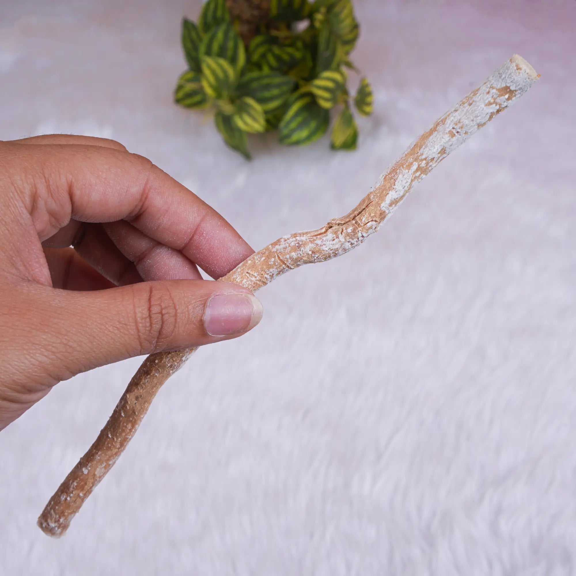 Single natural Miswak toothbrush stick held in hand, showcasing its raw, organic texture for effective oral care and gum health.