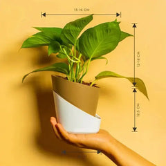 Money Plant Variegated