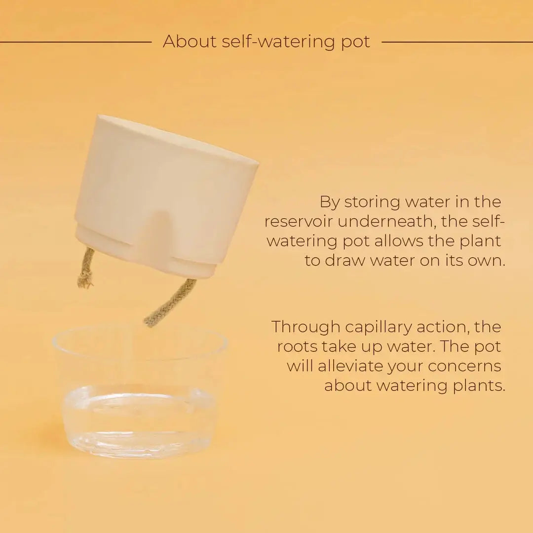 Calathea Triostar Plant