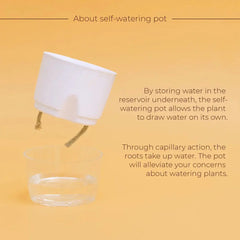 Calathea Triostar Plant