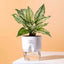 Aglaonema Snow White Plant White