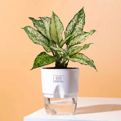 Aglaonema Snow White Plant White