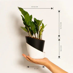 ZZ-Zamia Green Plant