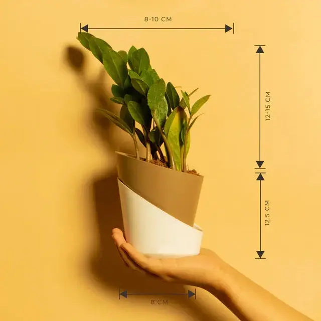 ZZ-Zamia Green Plant