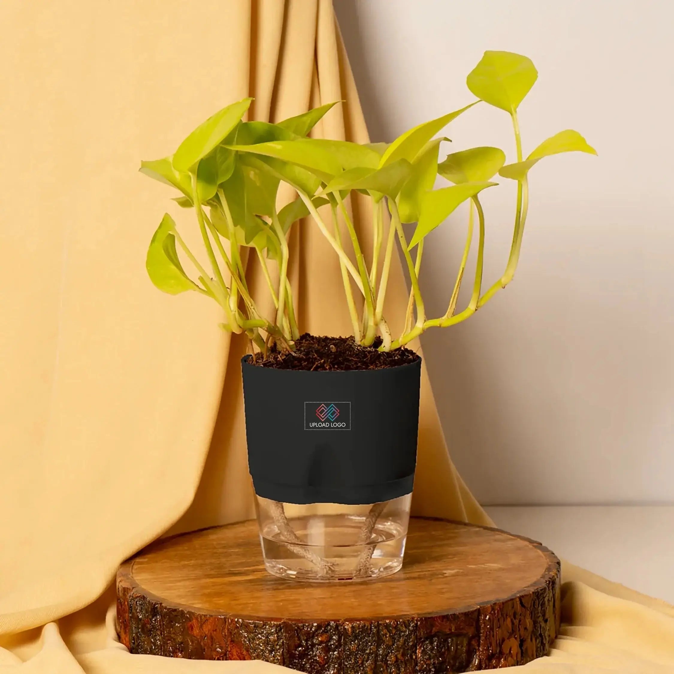 Gold Money Plant Black