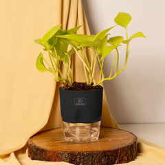 Gold Money Plant Black