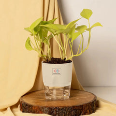 Gold Money Plant Cream