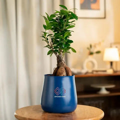 Blue pot with a green plant on a wooden table in a room setting