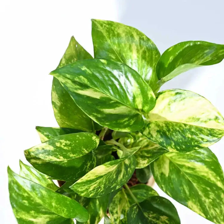 Variegated green and yellow pothos plant on a white background
