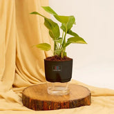 Money Plant Variegated Black