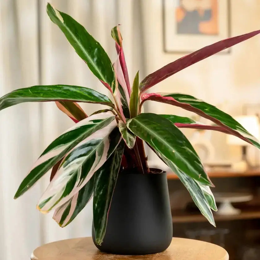 Calathea Triostar Plant in matte black pot with colorful foliage, perfect for stylish home decor and air purification.