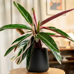 Calathea Triostar Plant in matte black pot with colorful foliage, perfect for stylish home decor and air purification.