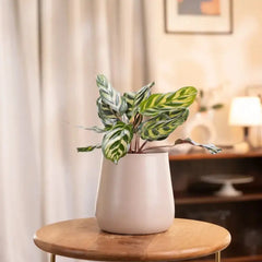 Peacock Plant in cream pot on wooden table, perfect for indoor spaces. Thrives in indirect light with minimal watering.