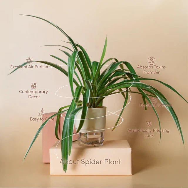 Spider Plant