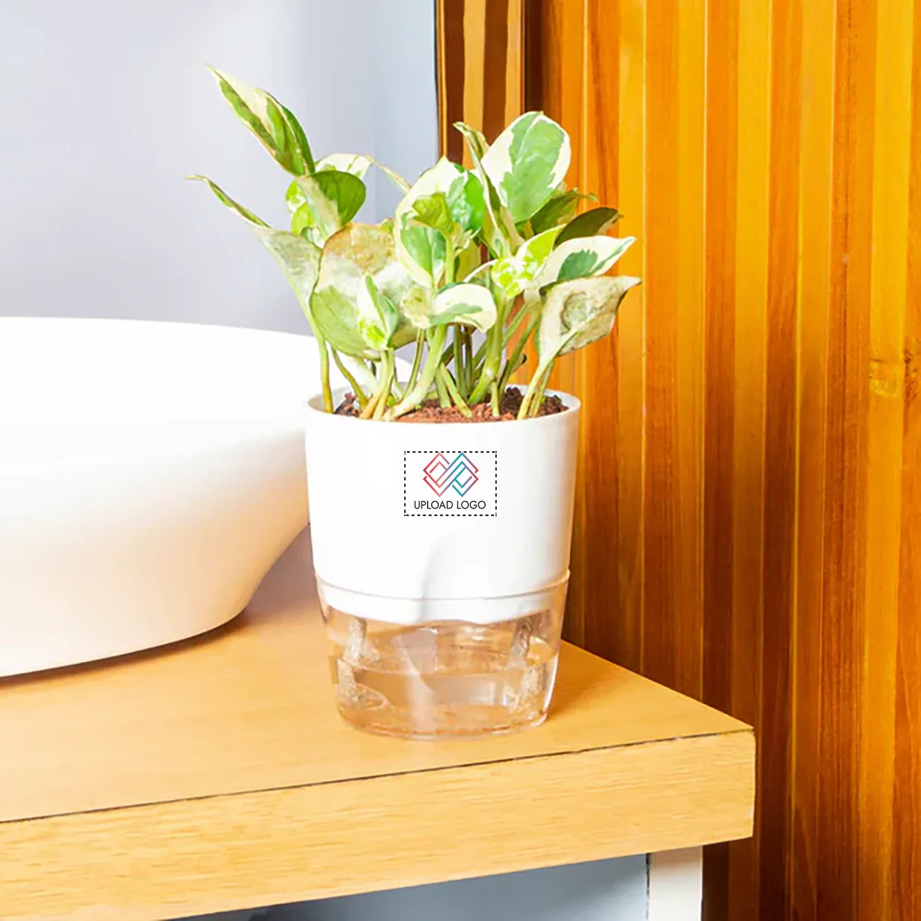 Money N Joy Plant