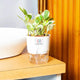 Money N Joy Plant