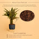 Calathea Triostar Plant