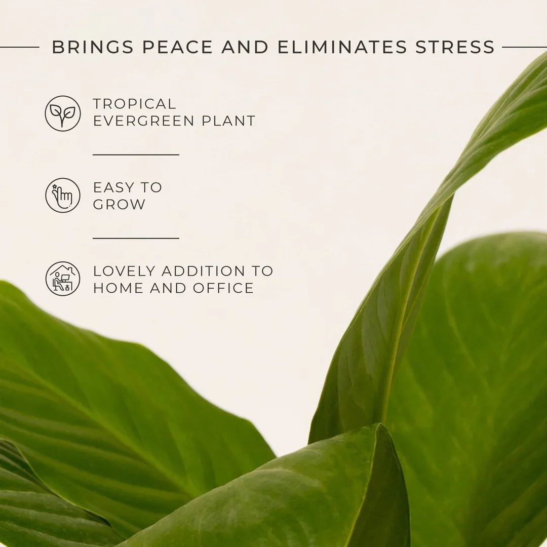 Peace Lily Plant