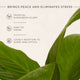 Peace Lily Plant