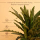 Calathea Triostar Plant