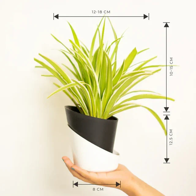 Spider Plant
