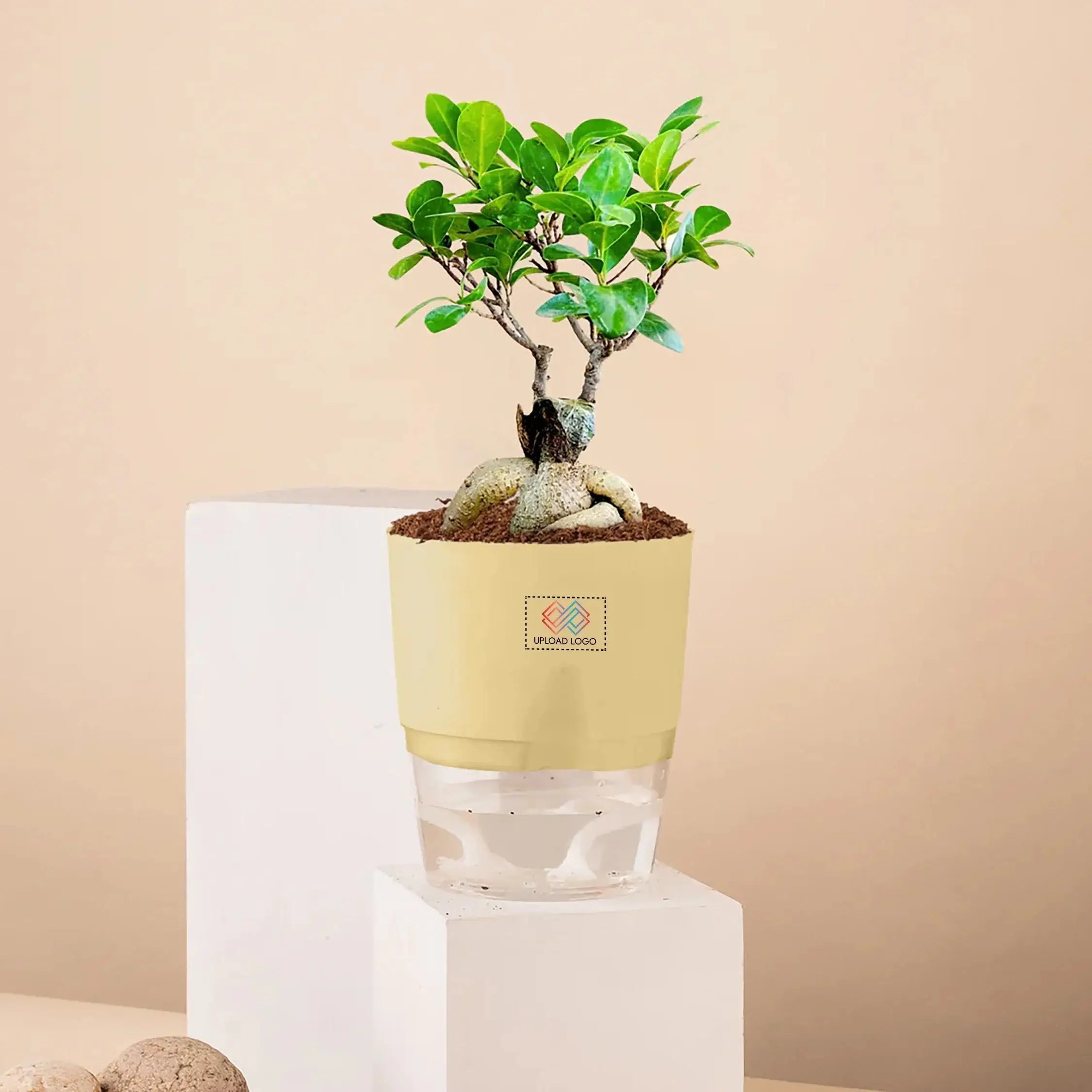 Lucky Bonsai Plant Cream Main image