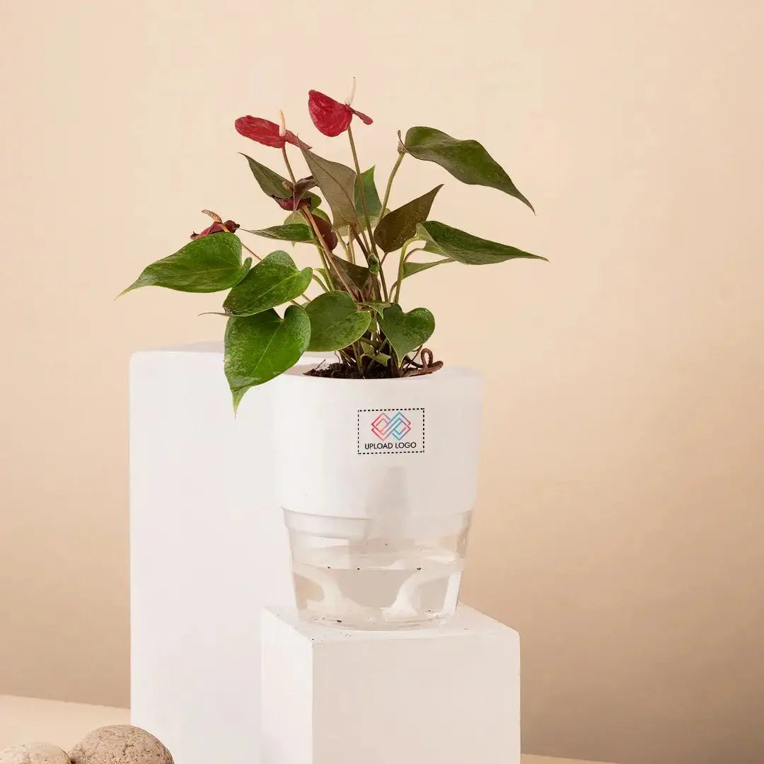 Anthurium Red Plant White
