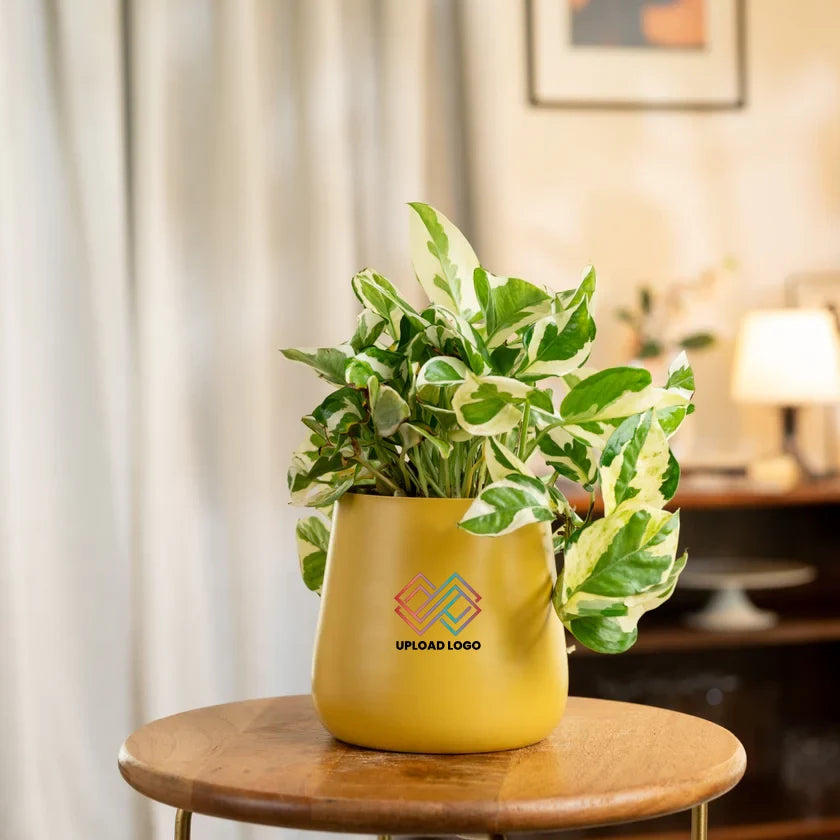 Money N'Joy Plant Aura Yellow