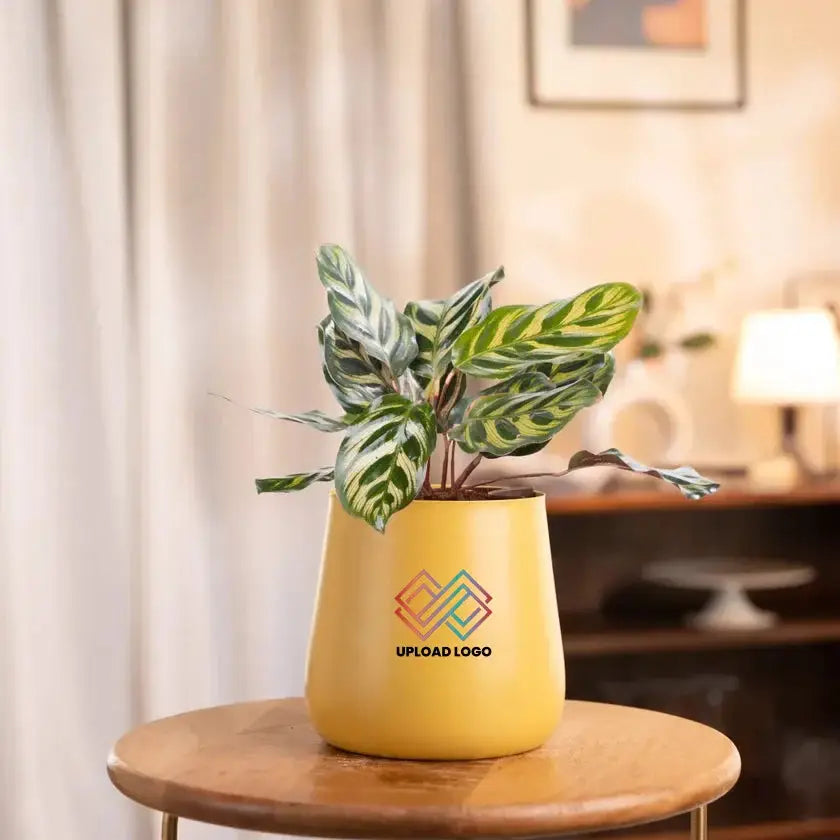 Peacock Plant in yellow ceramic pot on table, perfect for brightening indoor spaces. Thrives with minimal care and indirect light.