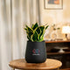 Black pot with a green plant 