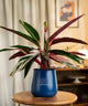 Calathea Triostar Plant in a blue pot, showcasing colorful foliage perfect for home or office spaces with indirect sunlight.
